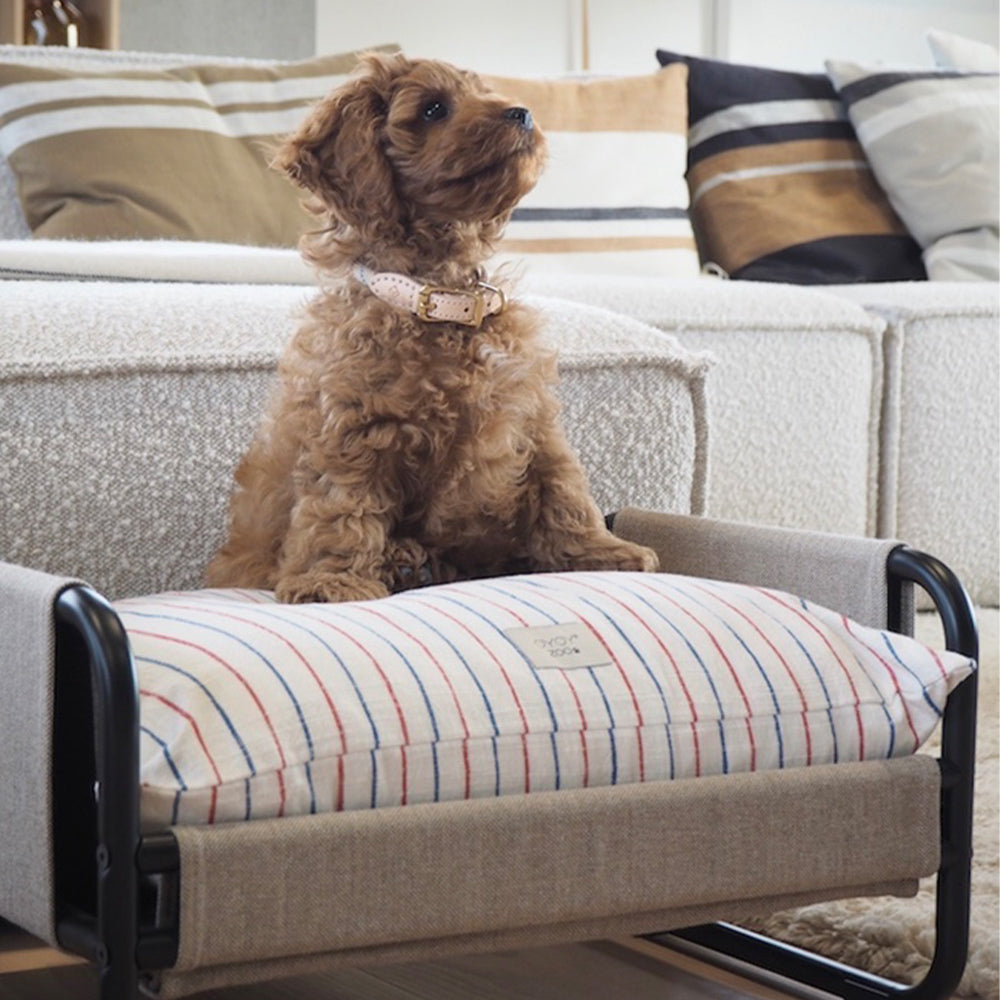 Hundehalsband Perry Small - in versch. Farben