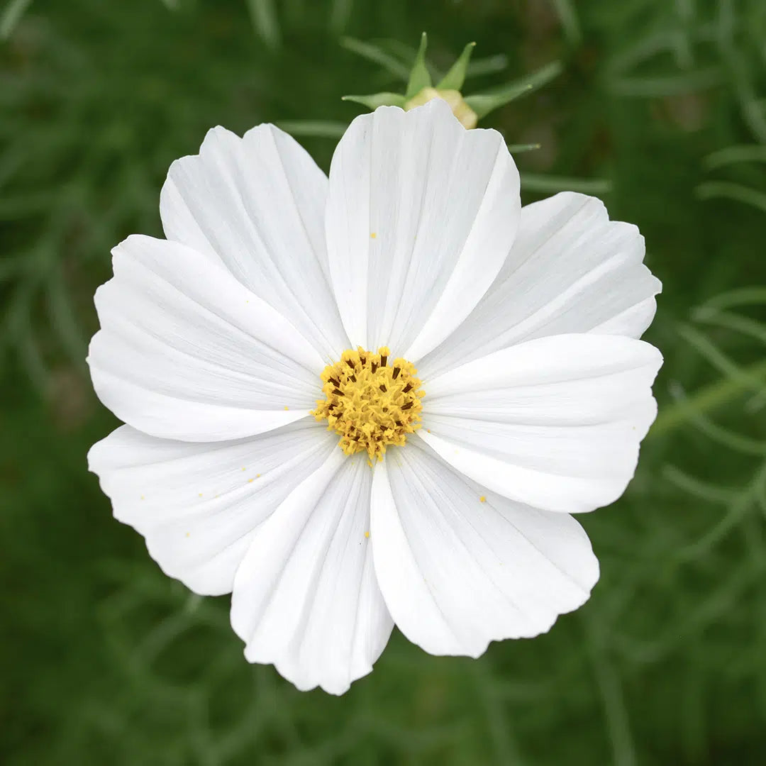 Blumensamen - Cosmos bipinnatus "Cosmix White" (Kosmee)