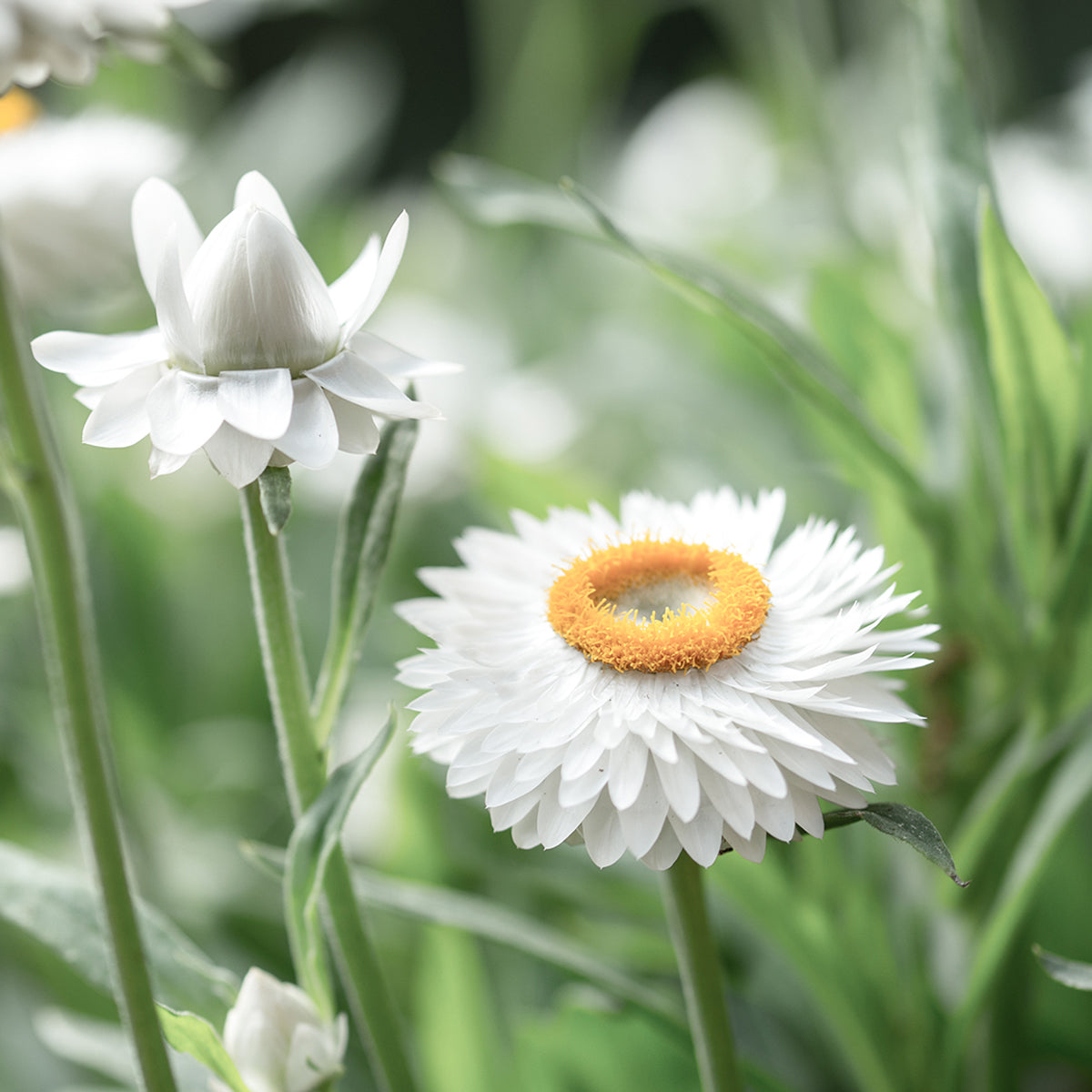 Blumensamen - Helichrysum bracteatum 'White' (Strohblume)
