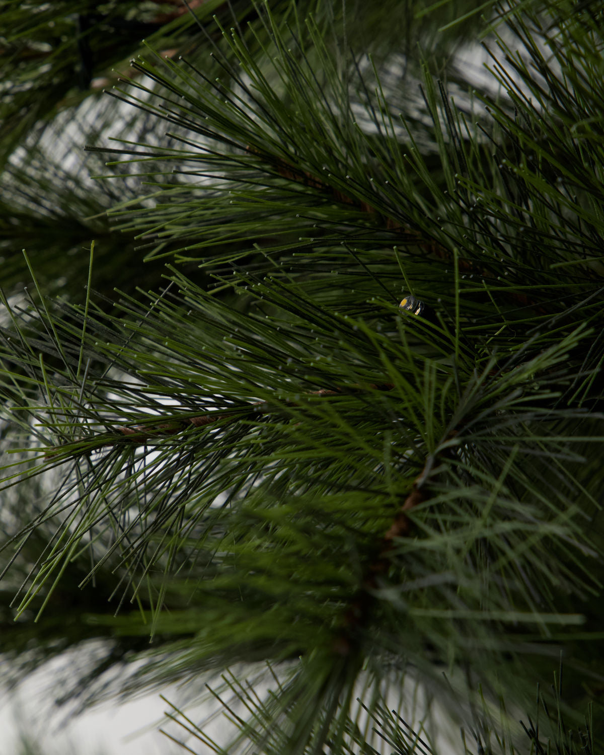 Weihnachtsbaum mit LED Lichtern Peuce - natur 150 cm