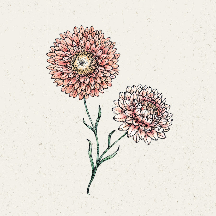 Blumensamen - Helichrysum bract. "Salmone Rose" (Strohblume)