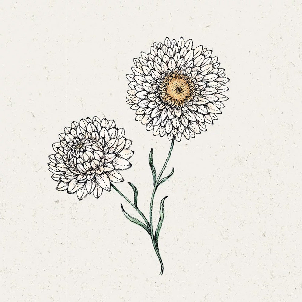 Blumensamen - Helichrysum bract. "White"