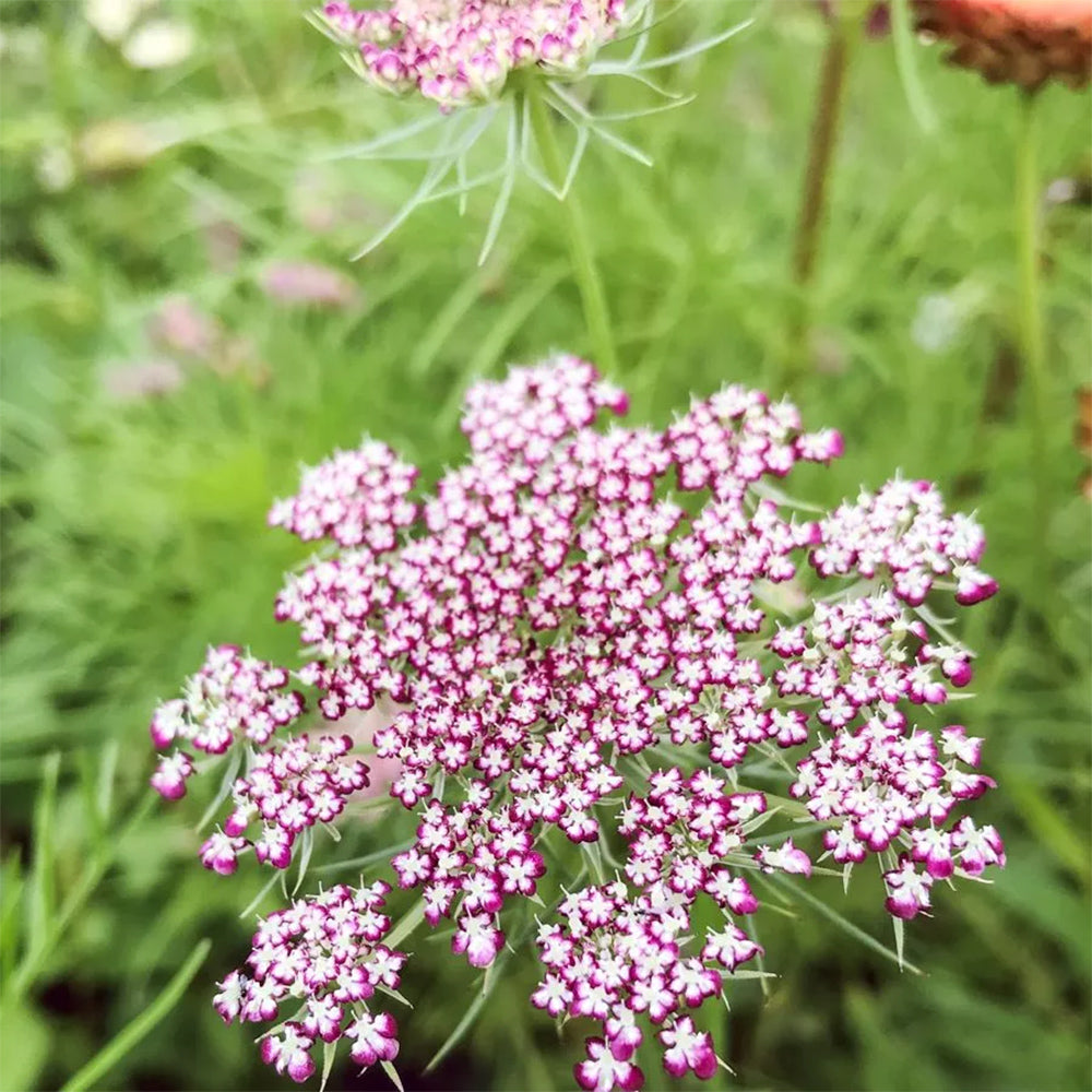Blumensamen - Daucus carota "Dara" (Wilde Möhre)