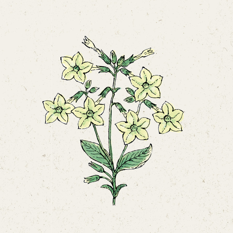 Blumensamen - Nicotiana alata "Lime Green" (Ziertabak)