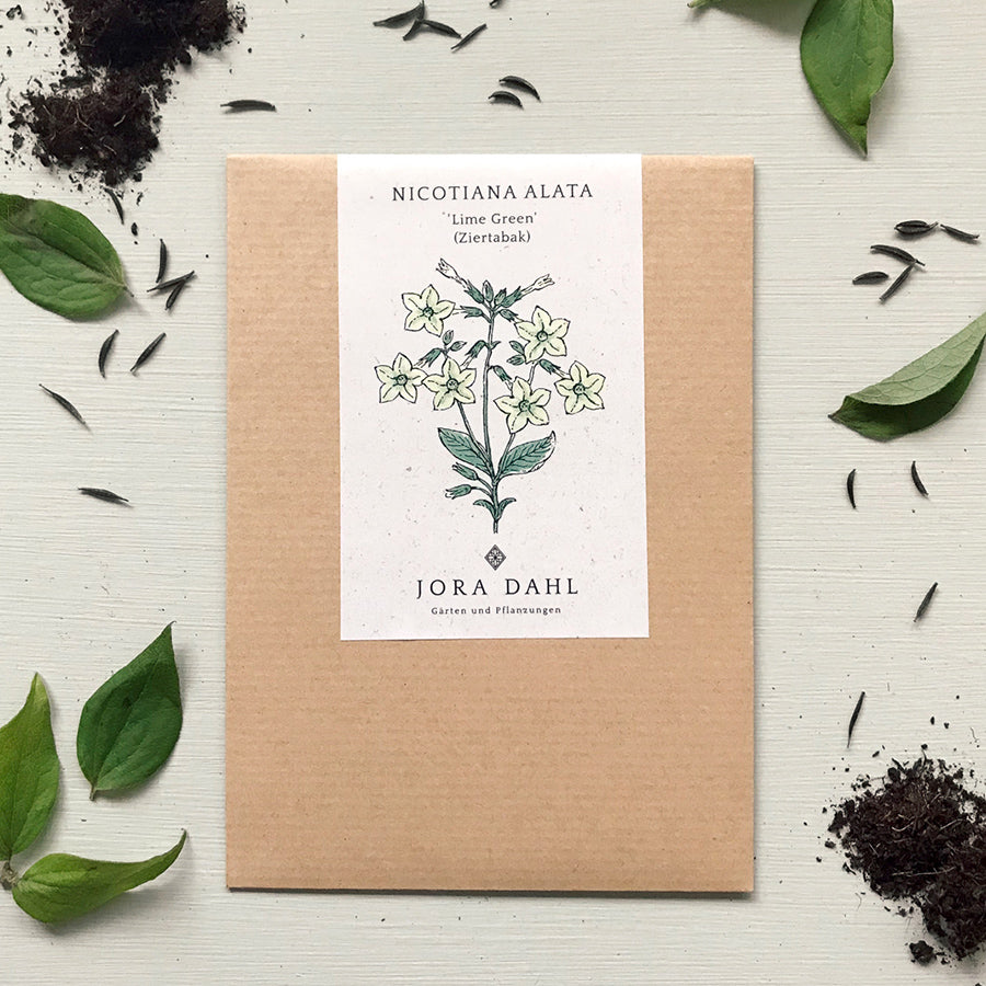 Blumensamen - Nicotiana alata "Lime Green" (Ziertabak)