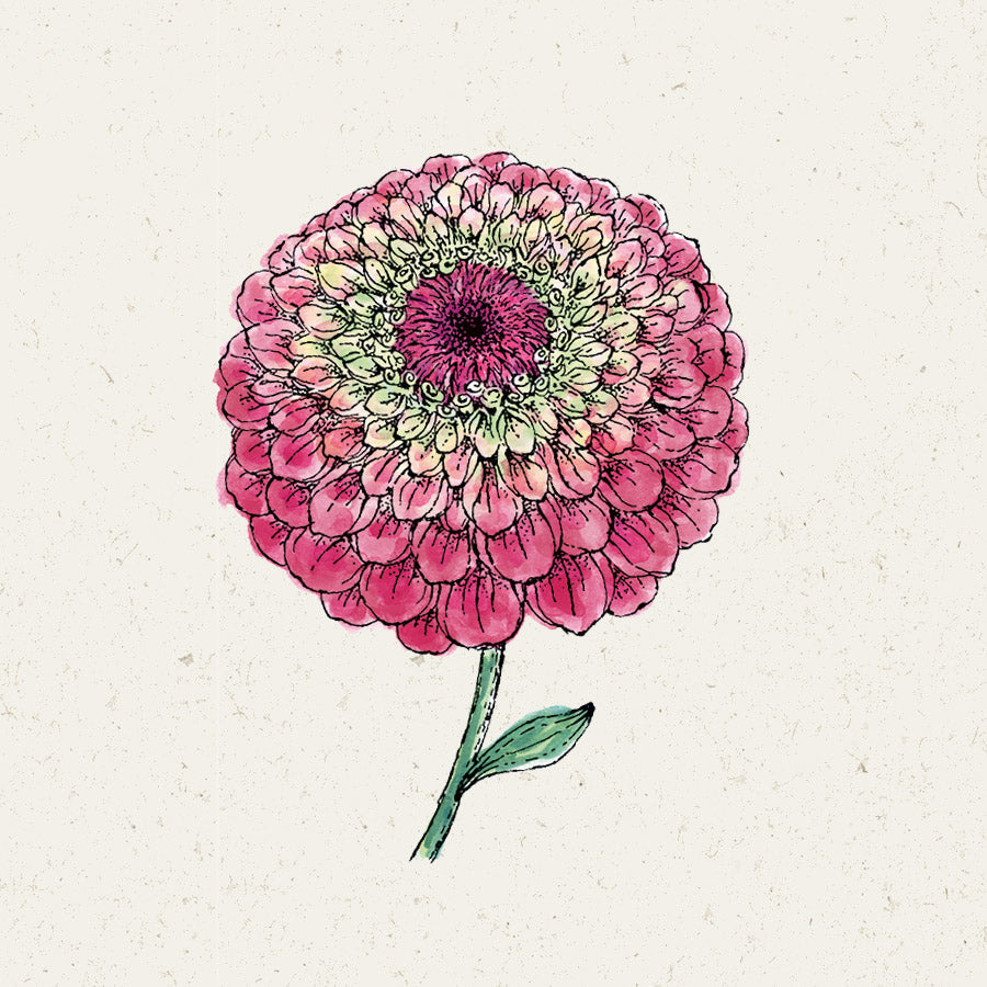 Blumensamen - Zinnia elegans "Queen Red Lime" (Zinnie)