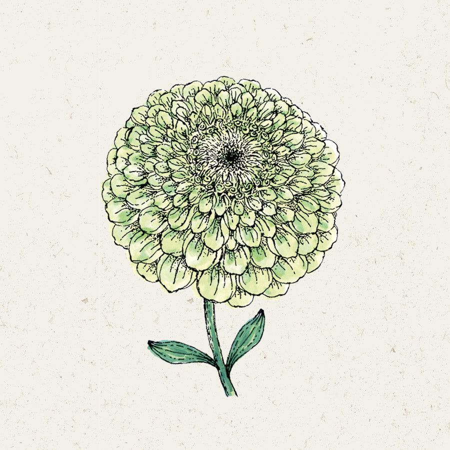 Blumensamen - Zinnia elegans "Bernary`s Giant Lime" (Zinnie)