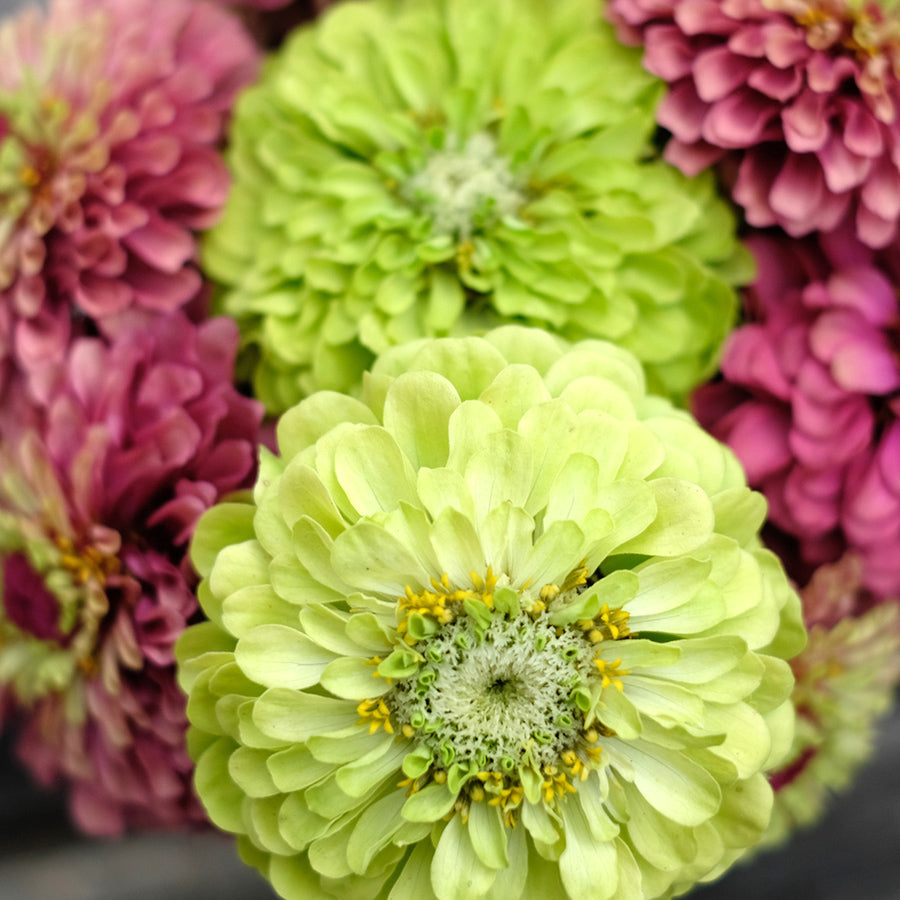Blumensamen - Zinnia elegans "Bernary`s Giant Lime" (Zinnie)