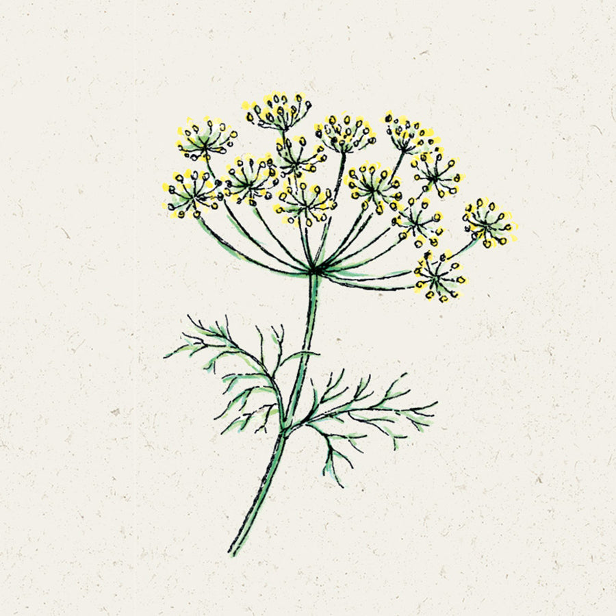 Blumensamen - Anethum Graveolens (Dill)