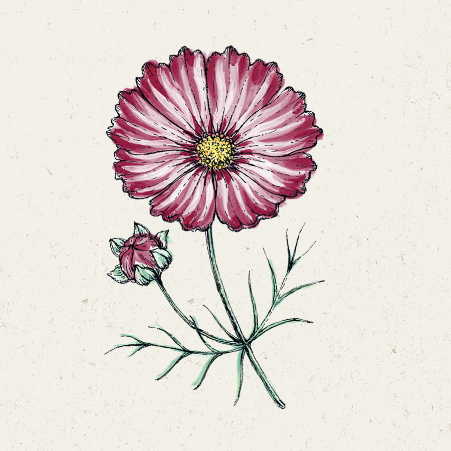 Blumensamen - Cosmos bipinnatus "Velouette" (Kosmee)