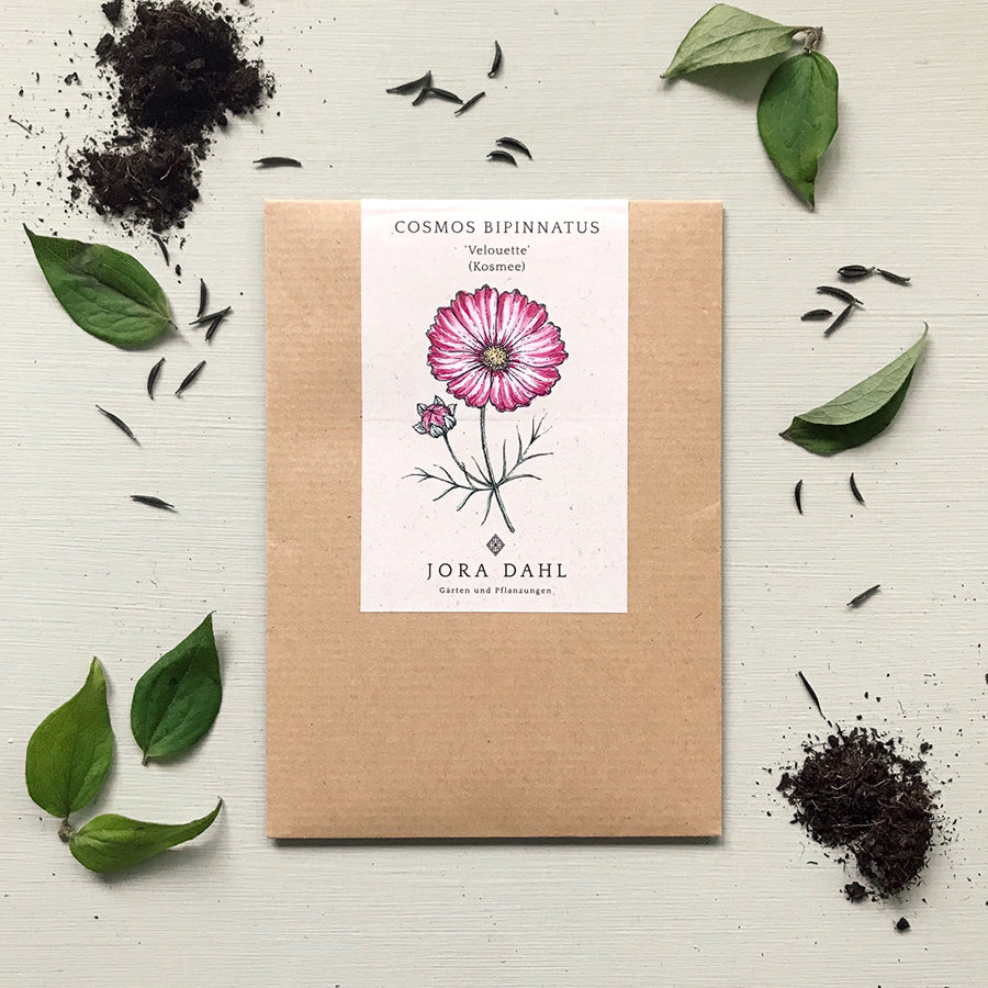 Blumensamen - Cosmos bipinnatus "Velouette" (Kosmee)