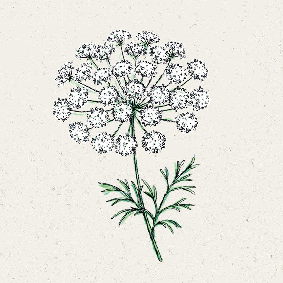 Blumensamen - "Ammi Majus" (Knorpelmöhre)