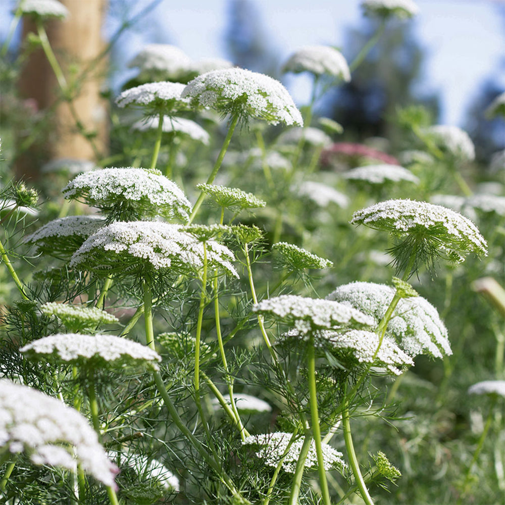 Blumensamen - "Ammi Majus" (Knorpelmöhre)