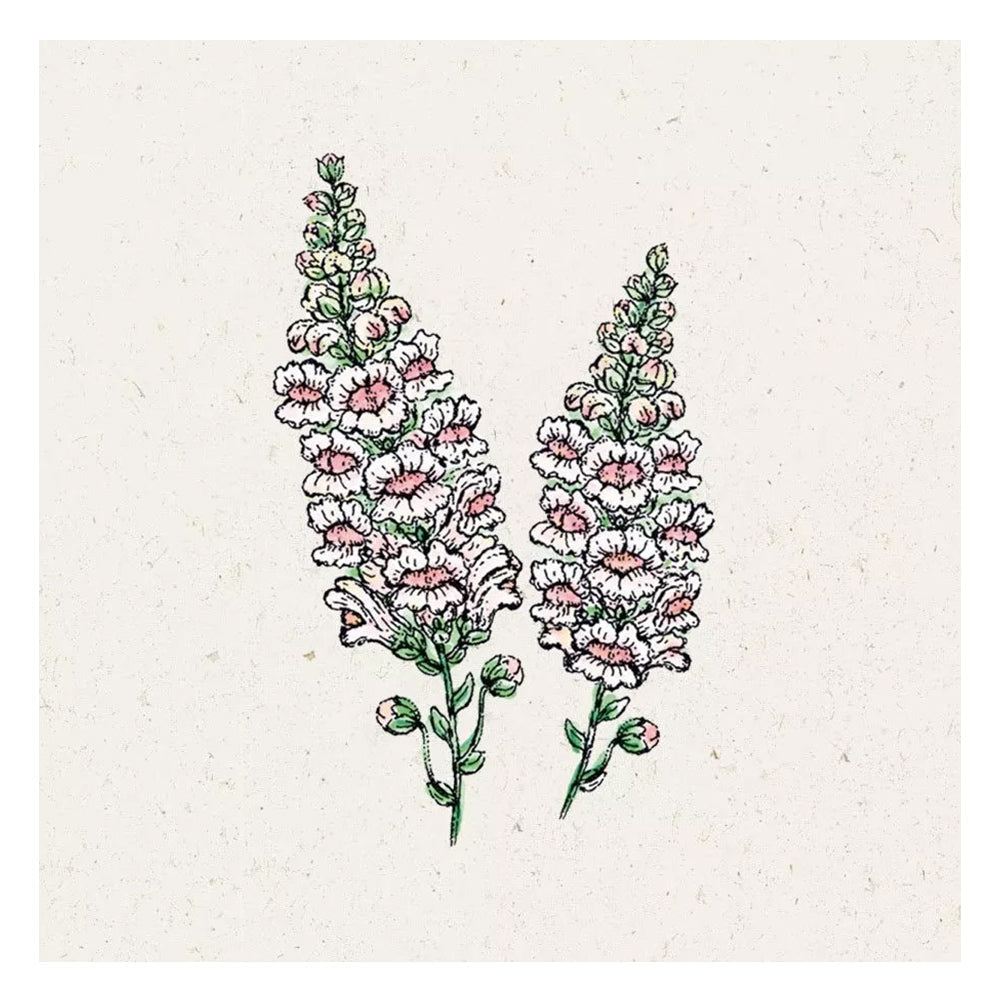 Blumensamen - Antirrhinum majus "Appleblossom" (Löwenmäulchen)