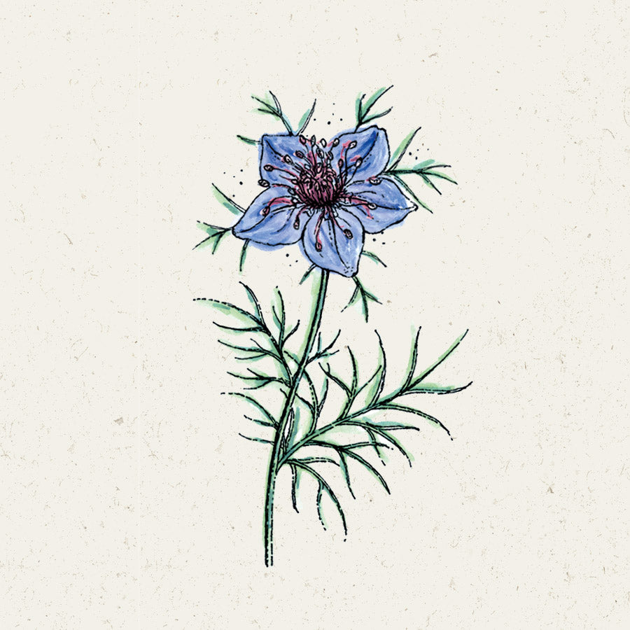 Blumensamen - Nigella Hispanica "Midnight" (Jungfer im Grünen)