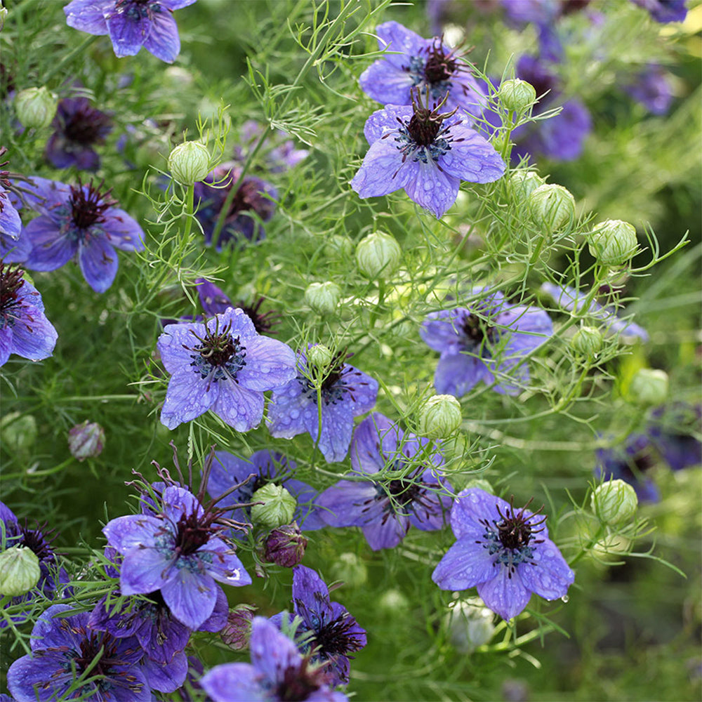 Blumensamen - Nigella Hispanica "Midnight" (Jungfer im Grünen)