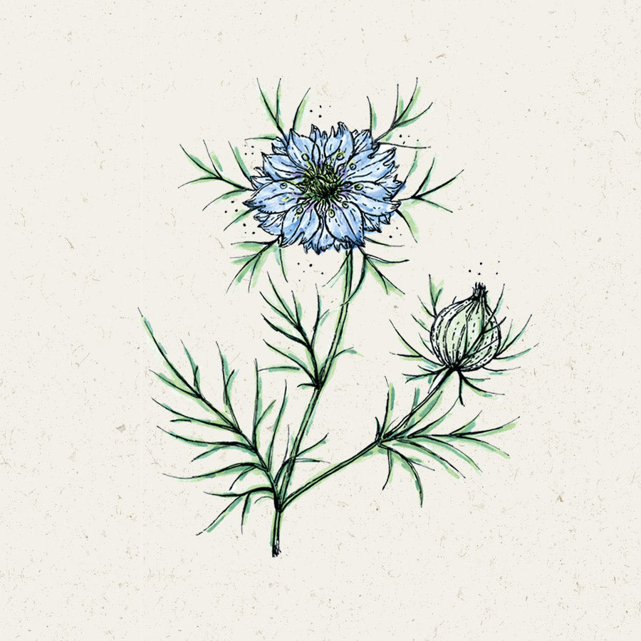 Blumensamen - Nigella Damascena "Miss Jekyll" (Jungfer im Grünen)