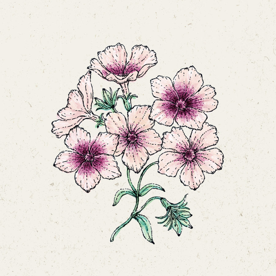 Blumensamen - Phlox drummondii "Cherry Caramel" (Sommer-Phlox)