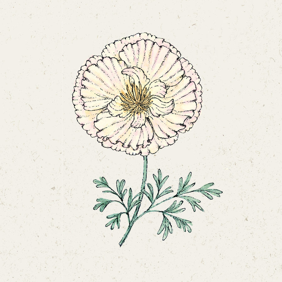 Blumensamen - Eschscholzia californica "Thai Silk Pink Champagne"