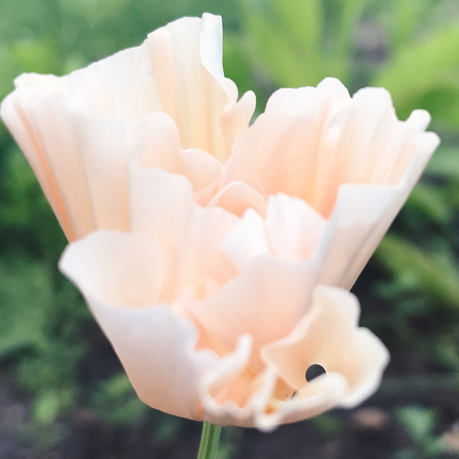 Blumensamen - Eschscholzia californica "Thai Silk Pink Champagne"