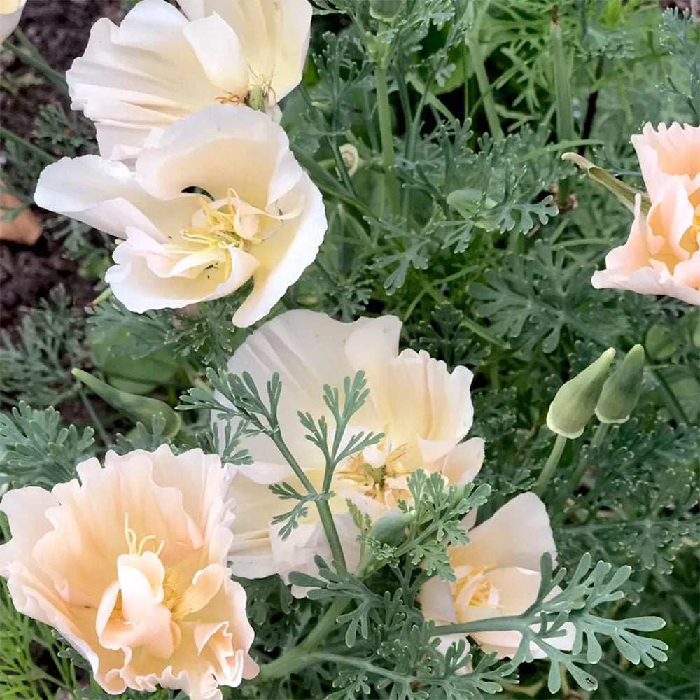 Blumensamen - Eschscholzia californica "Thai Silk Pink Champagne"