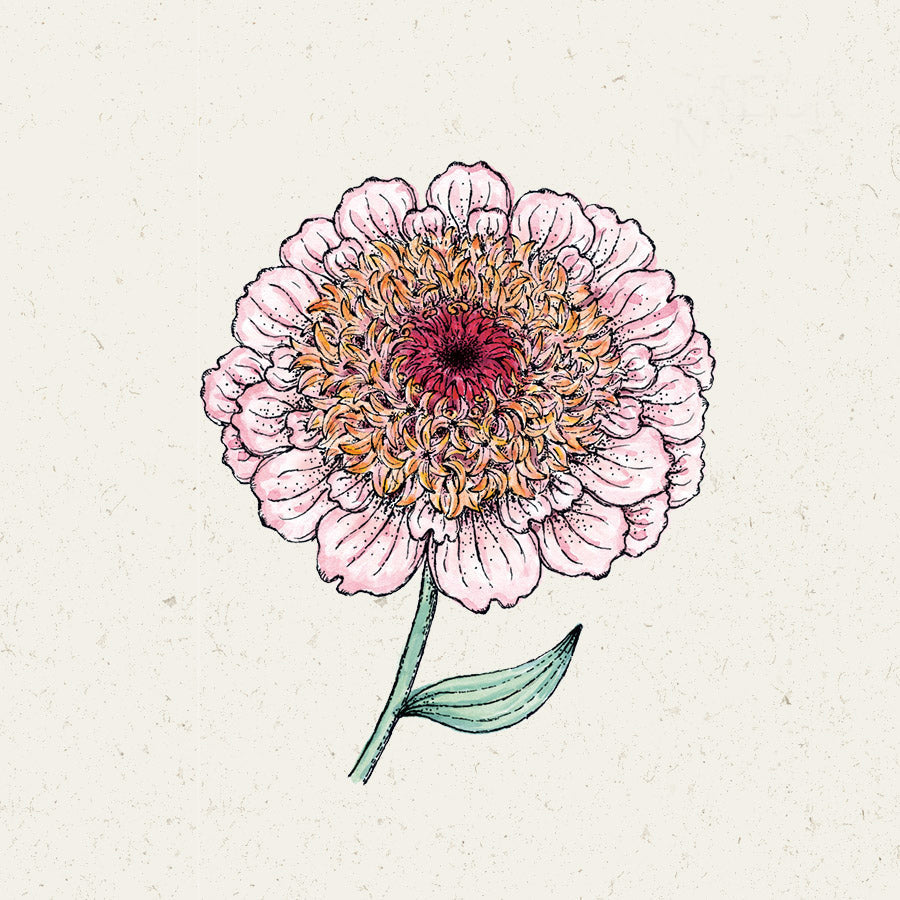 Blumensamen - Zinnia elegans "Zinderella Lilac" (Zinnie)