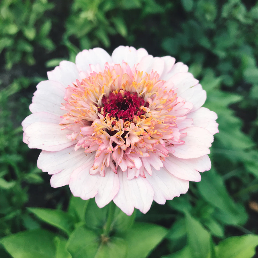 Blumensamen - Zinnia elegans "Zinderella Lilac" (Zinnie)