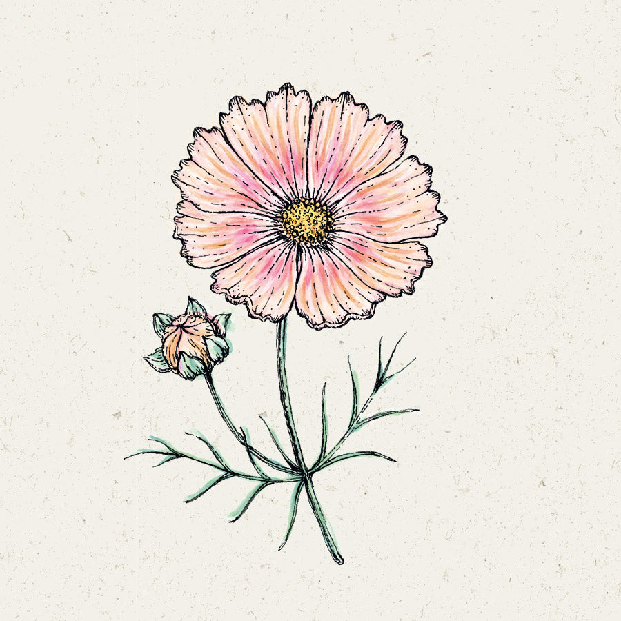 Blumensamen - Cosmos Bipinnatus "Apricot Lemonade" (Kosmee)