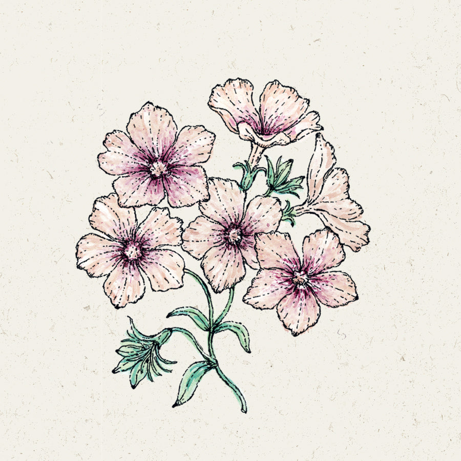 Blumensamen - Phlox Drummondii "Crème Brûlée" (Sommer-Phlox)