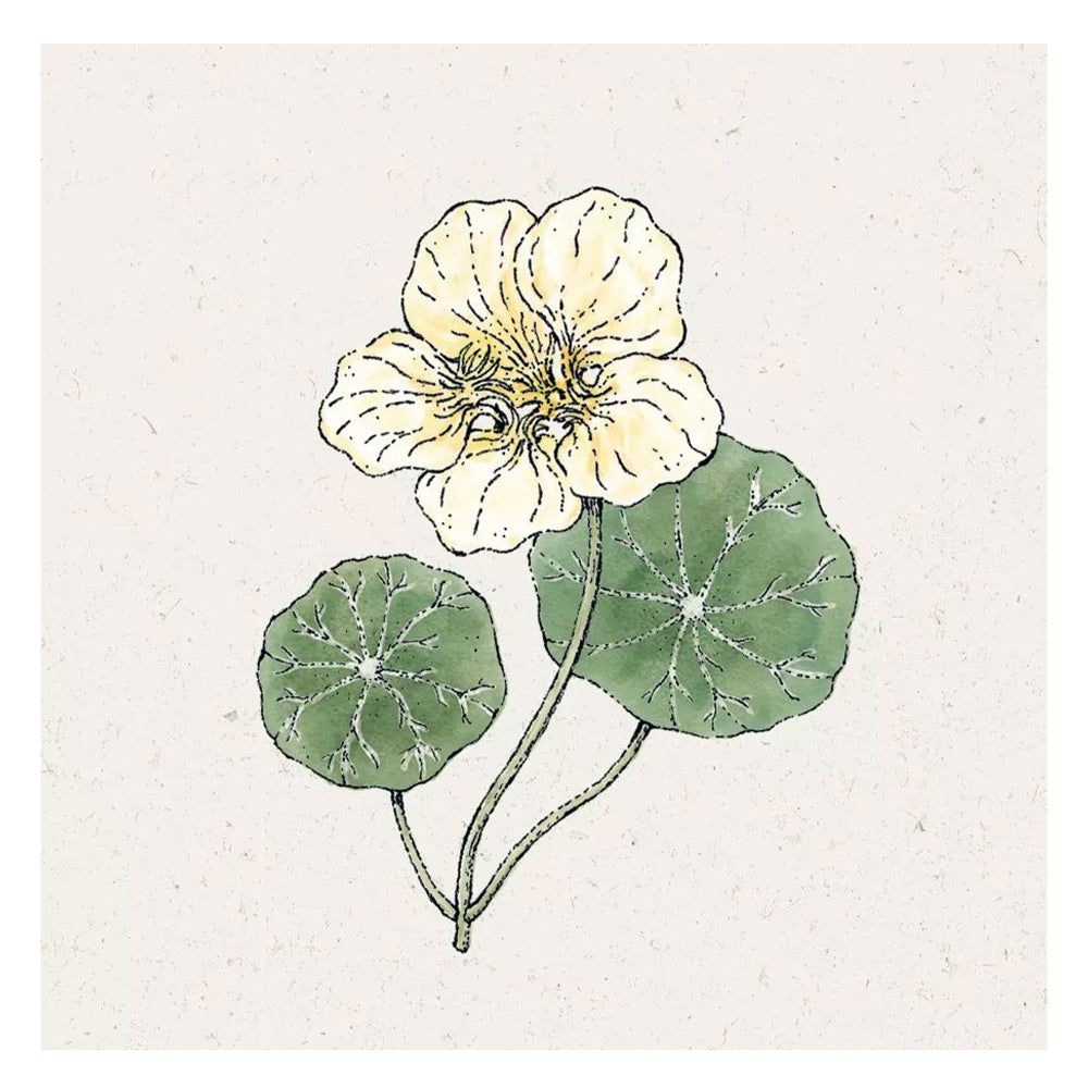 Blumensamen - Tropaeolum majus "Milkmaid" (Kapuzinerkresse)