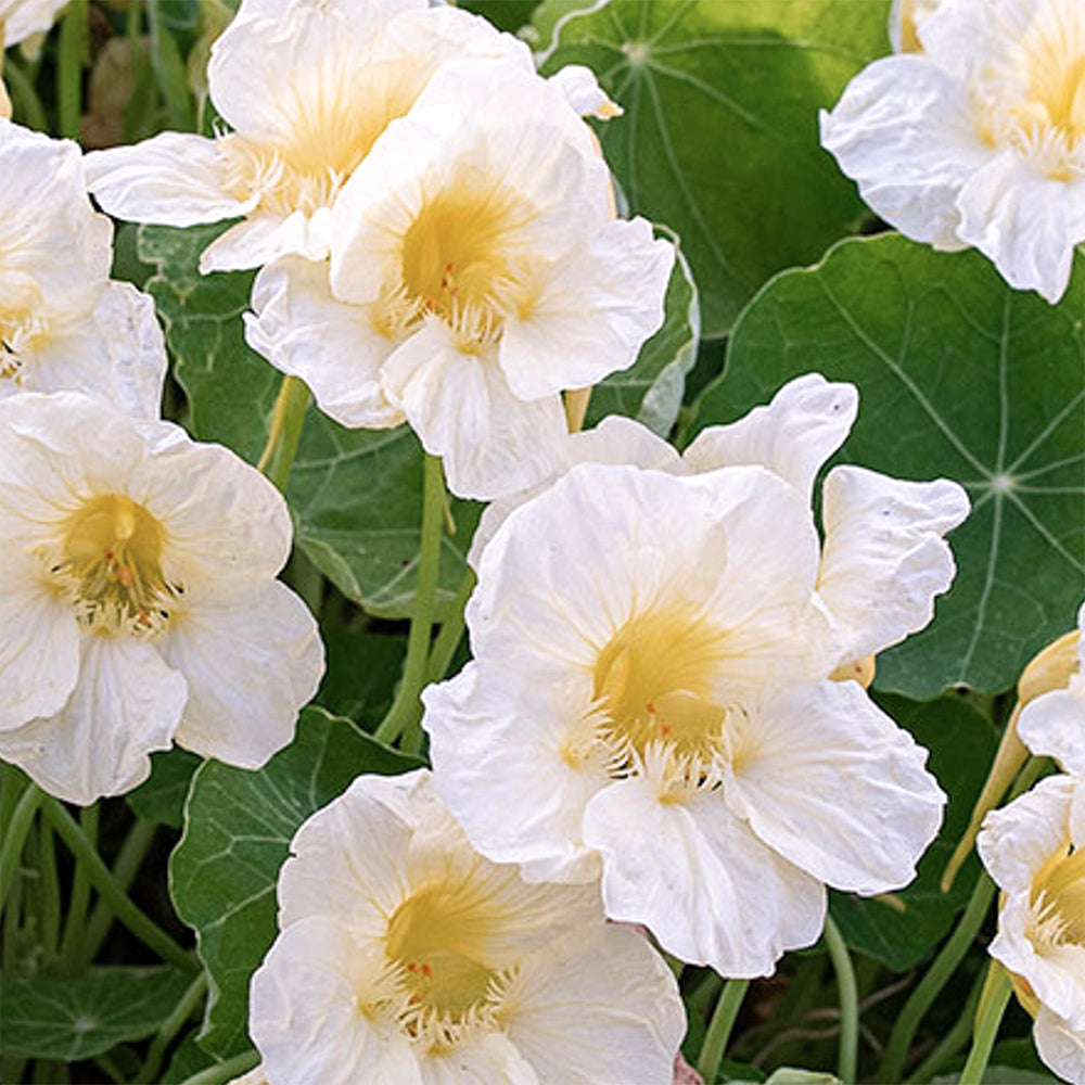Blumensamen - Tropaeolum majus "Milkmaid" (Kapuzinerkresse)