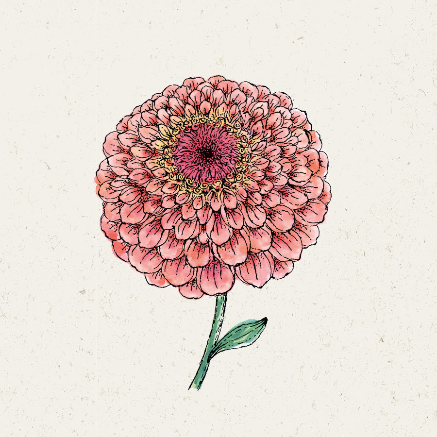 Blumensamen - Zinnia Elegans "Benary's Giant Salmon Rose" (Zinnie)