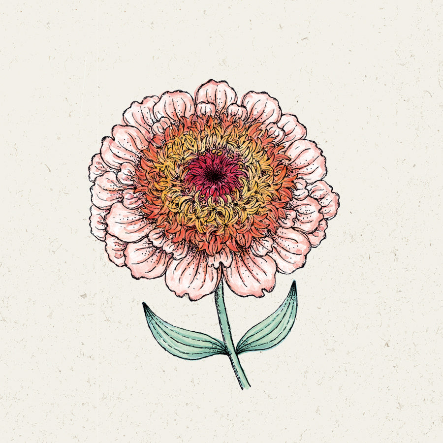 Blumensamen - Zinnia Elegans "Zinderella Peach" (Zinnie)