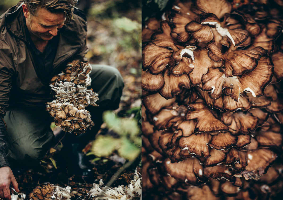 Chef’s Wild Nordic - Englisch