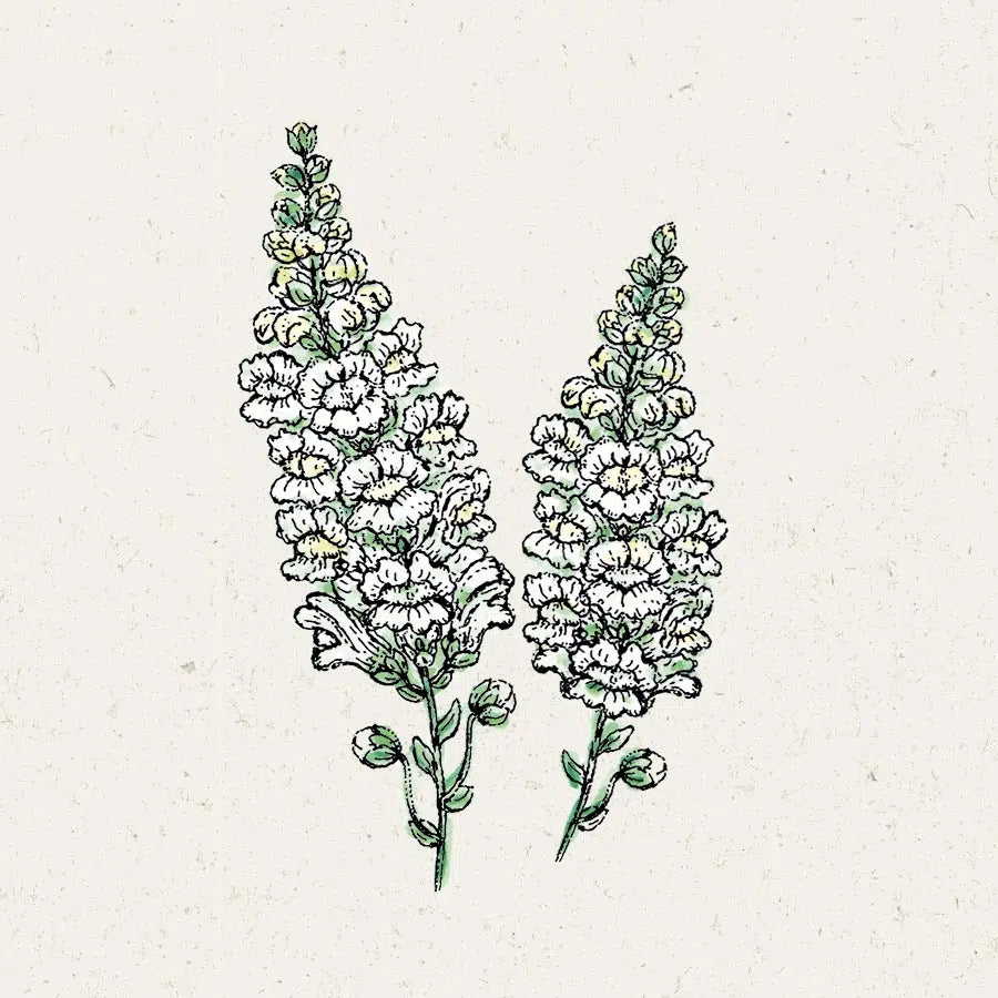 Blumensamen - Antirrhinum majus "Royal Bride" (Löwenmäulchen)
