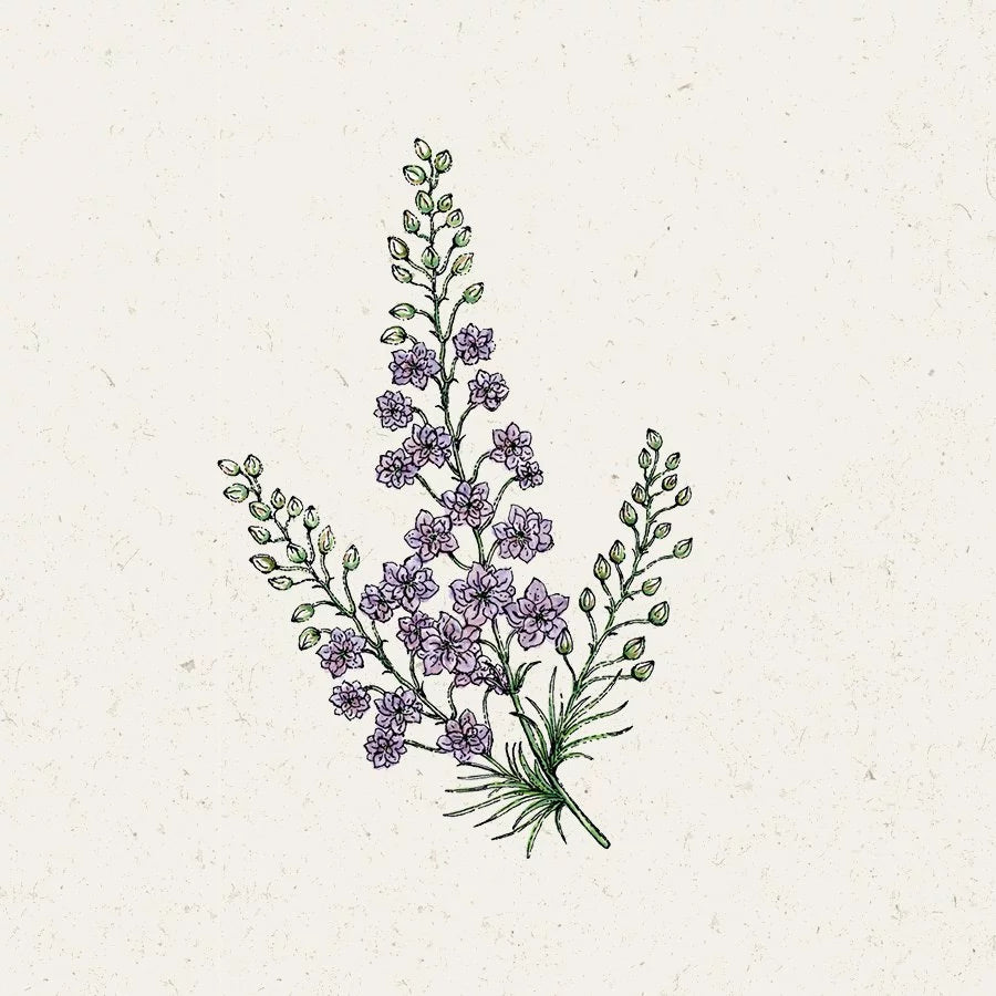 Blumensamen - Delphinium consolida - "Misty Lavender" (Rittersporn)