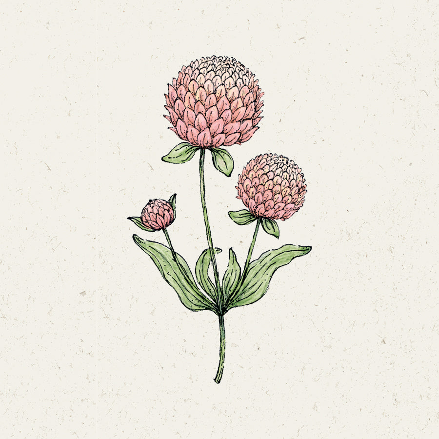 Blumensamen - Gomphrena globosa 'Salmon Pastel' (Kugelamarant)