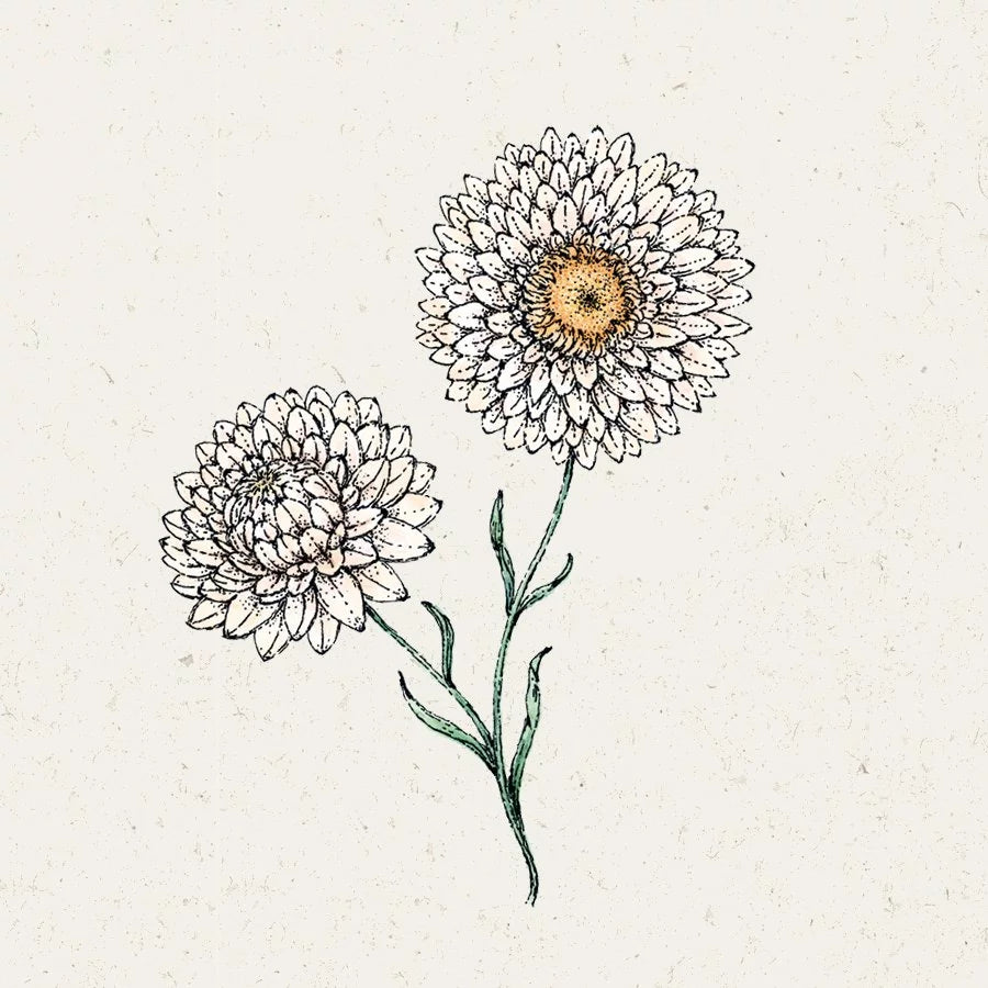 Blumensamen - Helichrysum bracteatum 'White' (Strohblume)