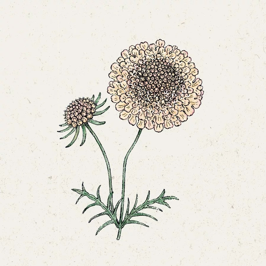 Blumensamen - Scabiosa Atropurpurea 'Fata Morgana' (Skabiose)