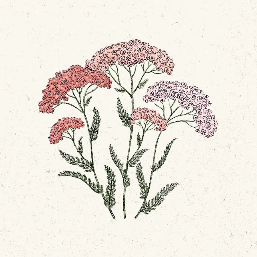 Blumensamen - Achillea millefolium "Summer Pastell" (Schafgarbe)