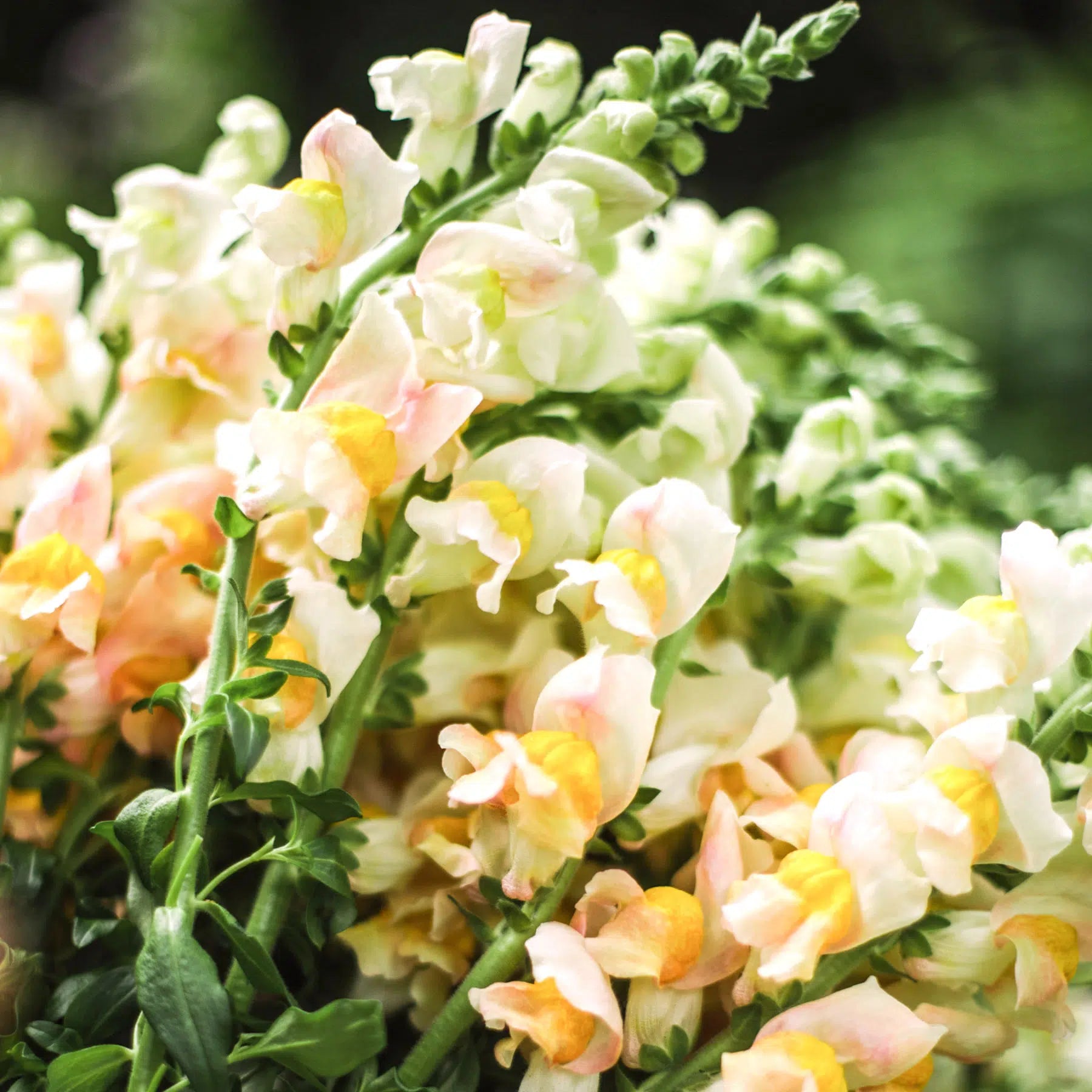 Blumensamen - Antirrhinum majus F1 "Costa Apricot" (Löwenmäulchen)