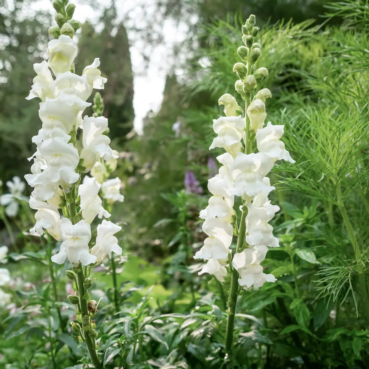 Blumensamen - Antirrhinum majus "Royal Bride" (Löwenmäulchen)