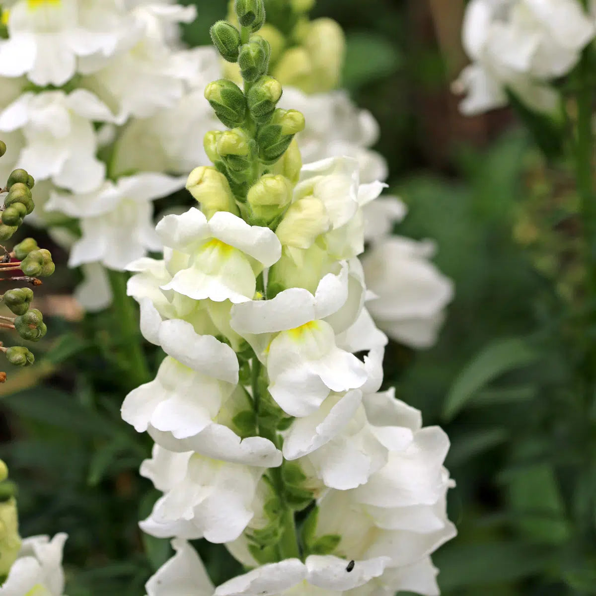 Blumensamen - Antirrhinum majus "Royal Bride" (Löwenmäulchen)