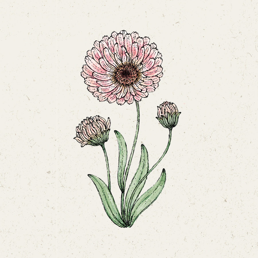 Blumensamen - Calendula 'Pink Surprise' Ringelblume