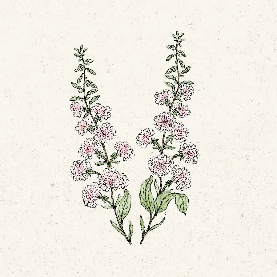 Blumensamen - Clarkia unguiculata "Appleblossom" (Mandelröschen)