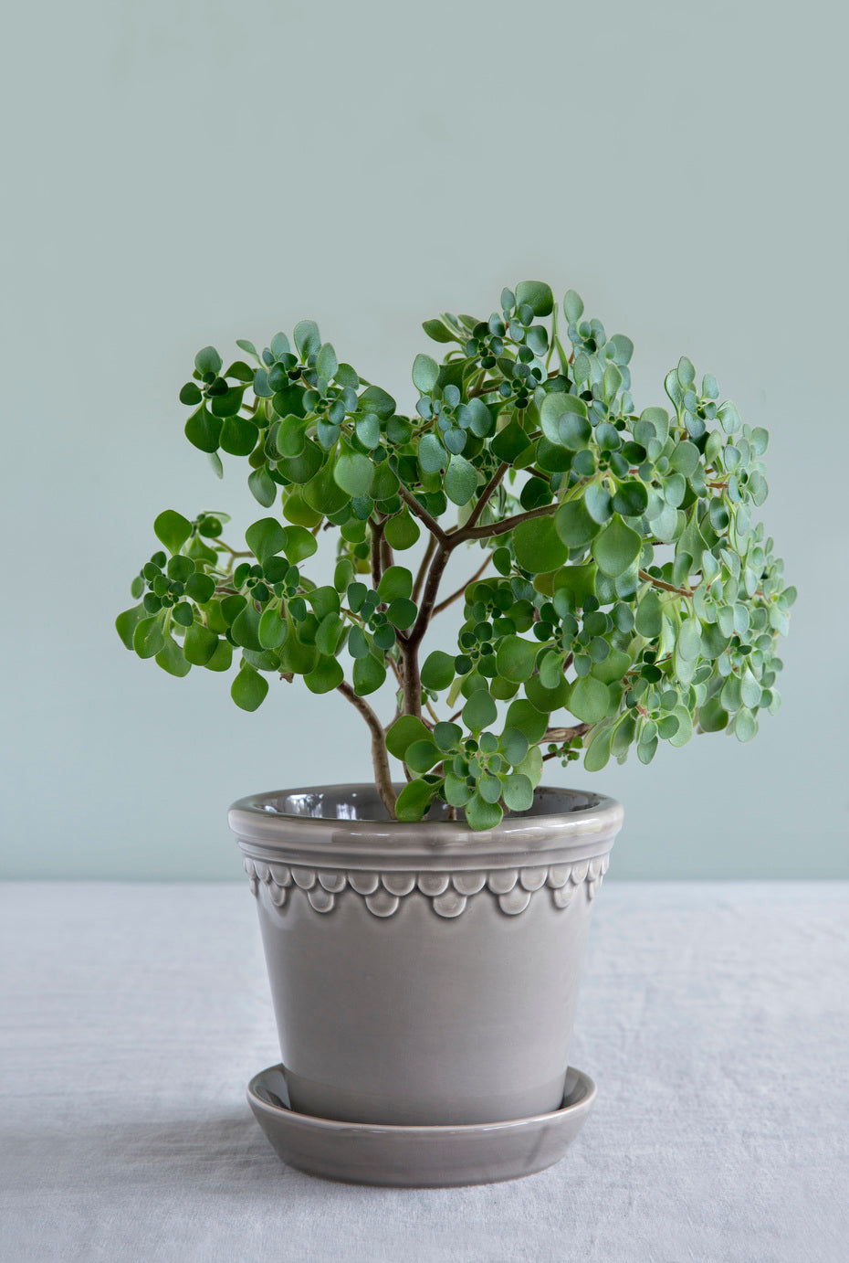 Blumentopf mit Untersetzer - Copenhagen pearl grey