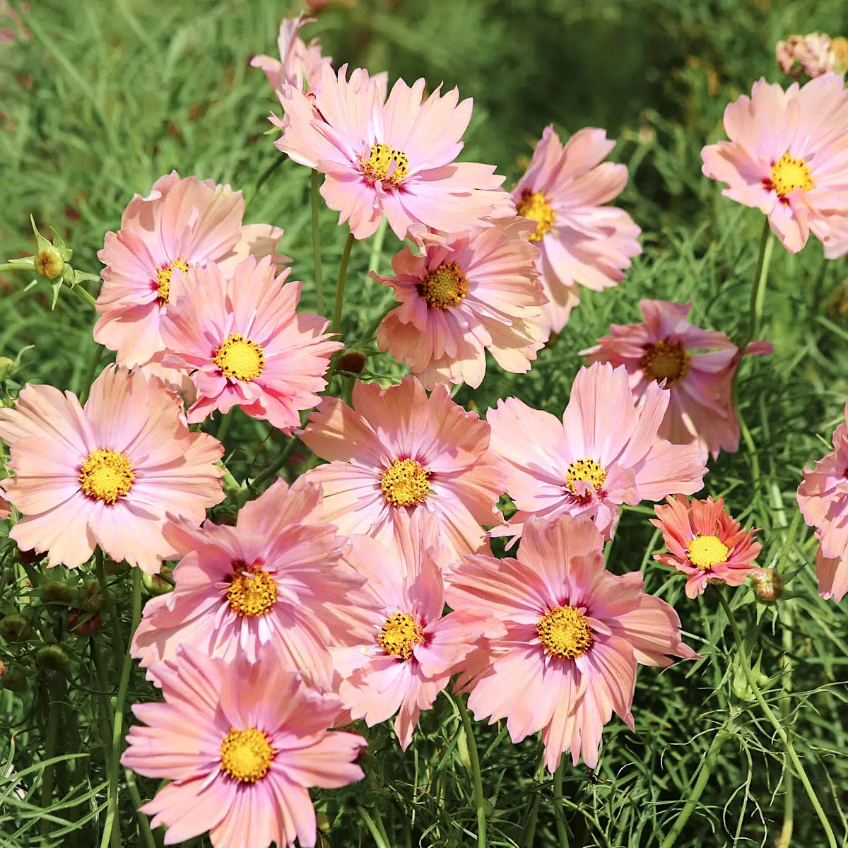 Blumensamen - Cosmos bipinnatus "Apricotta" (Kosmee)