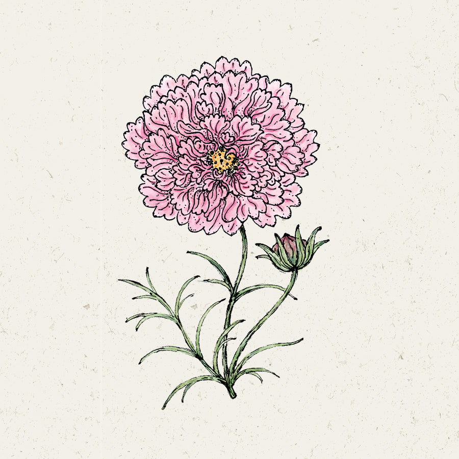 Blumensamen - Cosmos bipinnatus 'Double Click Rose Bonbon' (Kosmee)