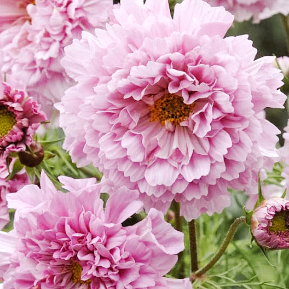 Blumensamen - Cosmos bipinnatus 'Double Click Rose Bonbon' (Kosmee)