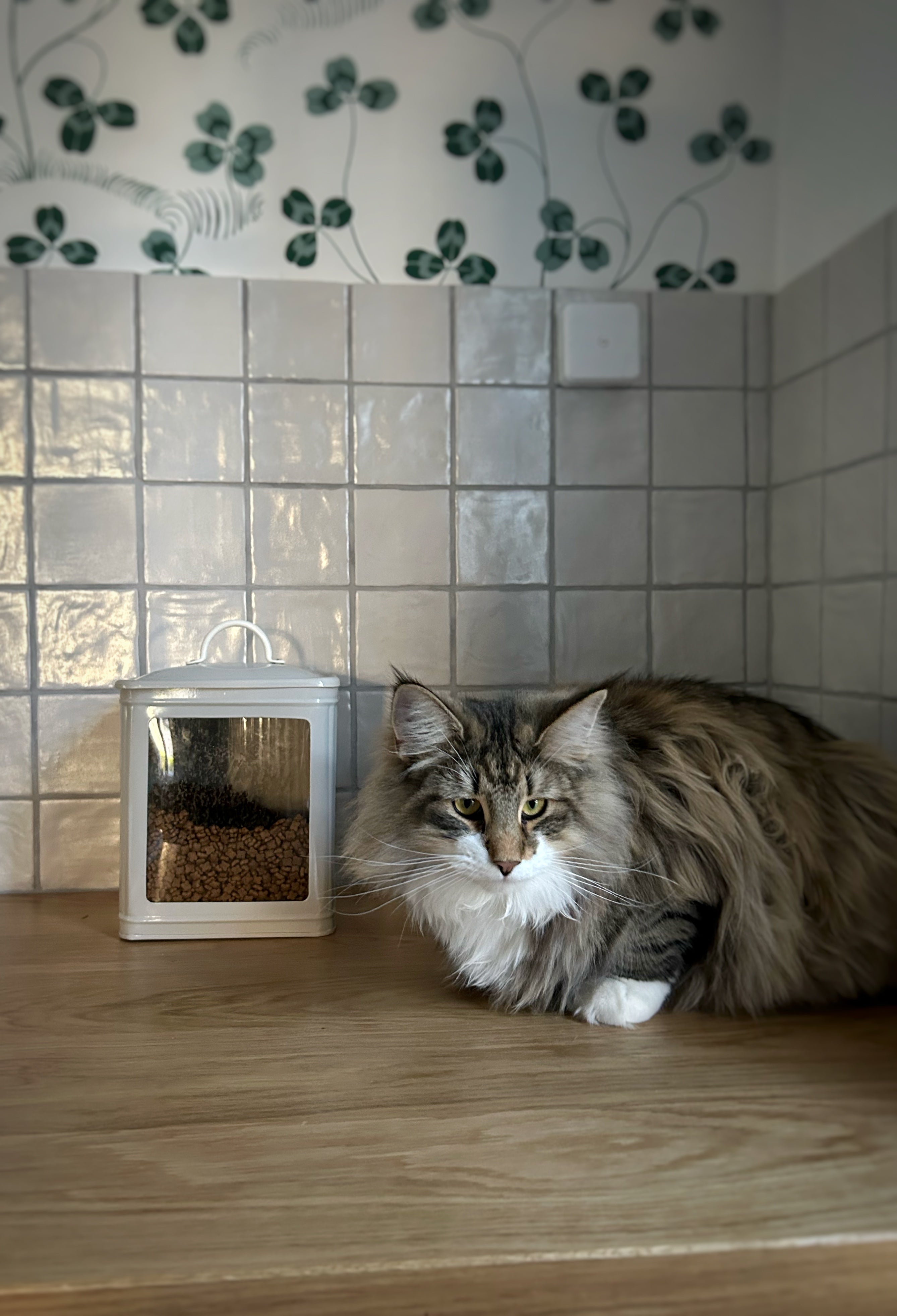 Dose Hugo mit Sichtfenster - grau